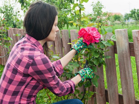 Professional hedge cutting service in a Tottenham residential garden