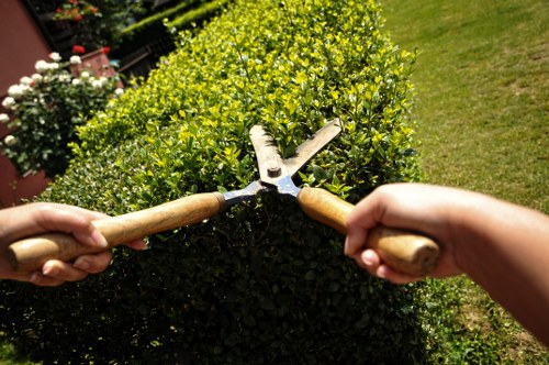 Professional pruning of low branches on a mature tree in Tottenham